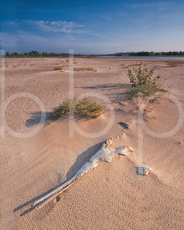 A Gar Fish's Sun Bleached Bones Rest On A Scrub Studded And Wind Blown Sandbar Of The Red River In This Unique Commercial Landscape Photograph By Brian Buckner photography, Shreveport, Louisiana.