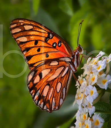A beautiful orange and black winged Gulf Fritillary butterfly with erect antenna rests on some dainty white flowers as it feeds on their nectar.