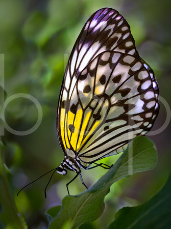 An Exotic Paper Lantern Butterfly, Native to Asia, Rests Deep In Green Foliage While It's Translucent Wings Glow In This Commercial Macro/Close Up Photograph Of A Butterfly By Brian Buckner Photograph