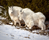 Rocky Mountain Goat Friends, Teton Range, Jackson Hole, Wyoming