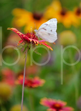 A beautiful  cabbage white butterfly rests on a Indian Blanket flower drinking nectar In This Composition Of A Peaceful Nature Photograph By Brian Buckner Photography, Shreveport, Louisiana.