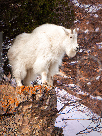 A Rocky Mountain Goat Attired In His Long And White Winter Fur Looks Out from A Snowy High Rock Outcropping South Of The Teton Range In This Commercial Wildlife Photograph By Brian Buckner Photography