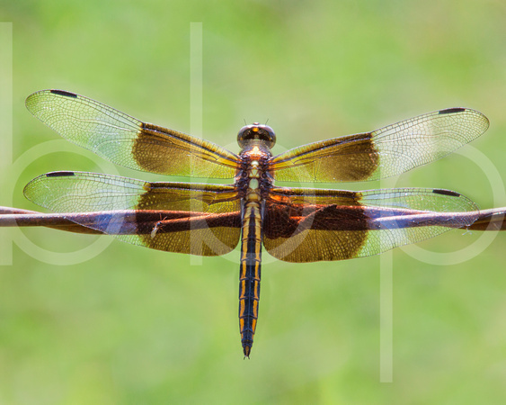 A yellow and black bodied dragonfly with iridescent wings rests on barbed wire In This Captivating Commercial Macro/Close Up Photograph By Brian Buckner Photography, Shreveport, Louisiana.