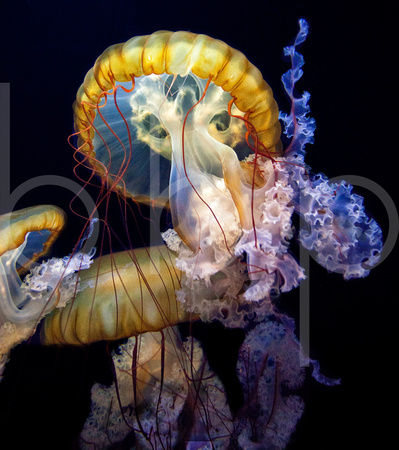 In the Dark Recess's of the Ocean Depths, Special Lighting Reveals Multi-Colored Jellyfish In Striking Commercial Underwater Photography By Brian Buckner Photography, Shreveport, Louisiana.