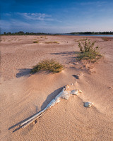 A Gar Fish's Sun Bleached Bones Rest On A Scrub Studded And Wind Blown Sandbar Of The Red River In This Unique Commercial Landscape Photograph By Brian Buckner photography, Shreveport, Louisiana.