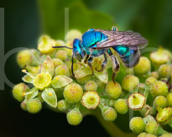 An Iridescent Orchard Mason Blue Bee Rests On A Flower At Bayou Pierre Wildlife Management Area In This Captivating Commercial Macro/Close Up Photograph By Brian Buckner Photography, Shreveport.