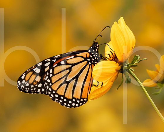 An orange and black Monarch butterfly rests, feeding on a small yellow flower as many other yellow flowers and buttflies cause a splash of color in the background.