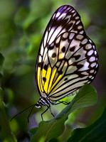 An Exotic Paper Lantern Butterfly, Native to Asia, Rests Deep In Green Foliage While It's Translucent Wings Glow In This Commercial Macro/Close Up Photograph Of A Butterfly By Brian Buckner Photograph
