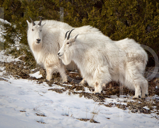 Rocky Mountain Goat Friends, Teton Range, Jackson Hole, Wyoming