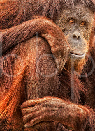Orangutan Contemplation, Albuquerque Zoo and Bio-Park, Albuquerque, New Mexico