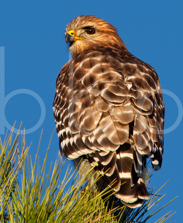Under a blue sky, a majestic red shouldered hawk waits patiently high on it's perch in the top of a  green-needled pine tree for prey to reveal itself.